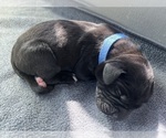 Puppy Blue collar Cane Corso