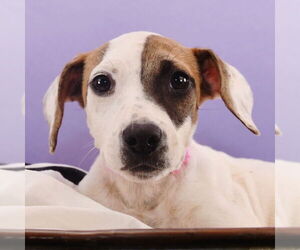 Jack Russell Terrier-Unknown Mix Dogs for adoption in Sheridan, CO, USA