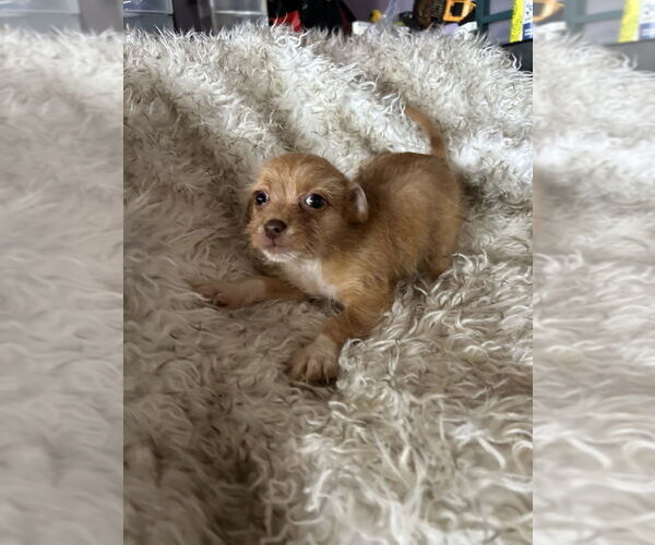 Medium Photo #5 Brussels Griffon-Unknown Mix Puppy For Sale in San Diego , CA, USA