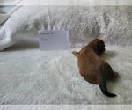 Small Photo #23 Dachshund Puppy For Sale in PINSON, AL, USA