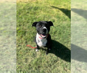 Mutt Dogs for adoption in Temple, TX, USA