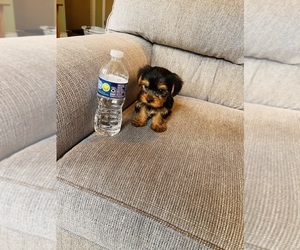 Yorkshire Terrier Puppy for sale in FORT LEE, NJ, USA