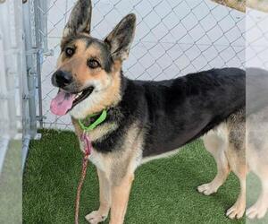 German Shepherd Dog-Unknown Mix Dogs for adoption in Las Vegas, NV, USA