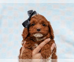Small #3 Cavapoo-Poodle (Toy) Mix