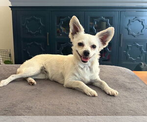 Chihuahua-Unknown Mix Dogs for adoption in San Francisco, CA, USA