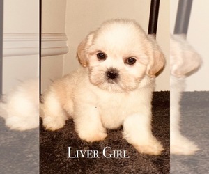 Shih Tzu Puppy for sale in LITHONIA, GA, USA