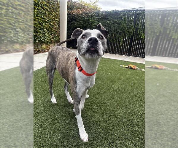 Medium Photo #3 Mutt Puppy For Sale in Elk Grove, CA, USA