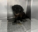 Small Mutt