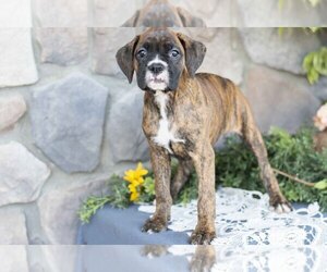 Medium Boxer