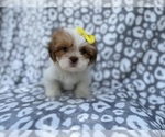 Small #6 Lhasa Apso