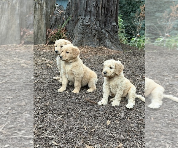 Medium Photo #1 Goldendoodle Puppy For Sale in BOULDER CREEK, CA, USA