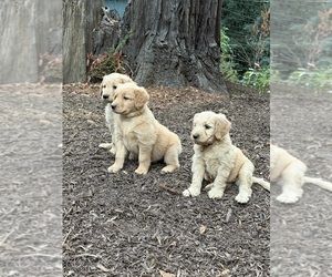 Goldendoodle Puppy for sale in BOULDER CREEK, CA, USA