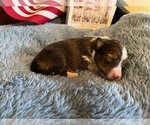 Image preview for Ad Listing. Nickname: Molly