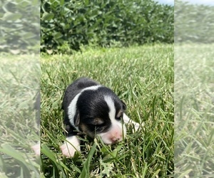 Pembroke Welsh Corgi Puppy for sale in ARTHUR, IL, USA