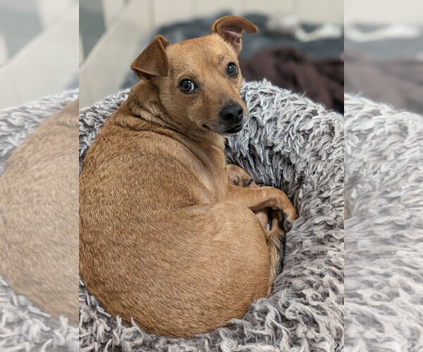 Medium Photo #3 Chihuahua Puppy For Sale in Salinas, CA, USA