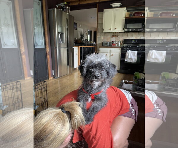Medium Photo #5 Shih Tzu-Unknown Mix Puppy For Sale in Mount Laurel, NJ, USA