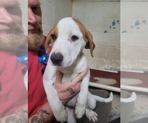 American Pit Bull Terrier-Unknown Mix Dogs for adoption in Linton, IN, USA