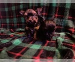 Small Photo #7 Yorkshire Terrier Puppy For Sale in SCHERTZ, TX, USA