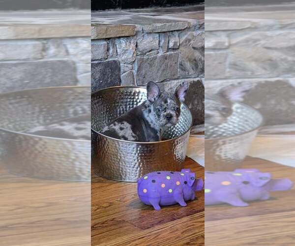 Medium Photo #3 French Bulldog Puppy For Sale in BROKEN ARROW, OK, USA