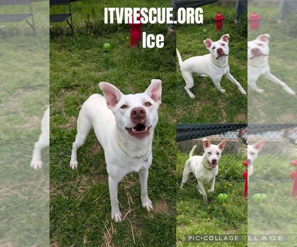 Medium Photo #9 Mutt Puppy For Sale in Evansville, IN, USA