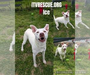 Ice - Male Mutt Dog for Adoption - Photo #9
