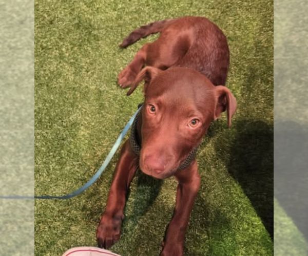 Medium Photo #13 Labrador Retriever-Unknown Mix Puppy For Sale in Brooklyn, NY, USA