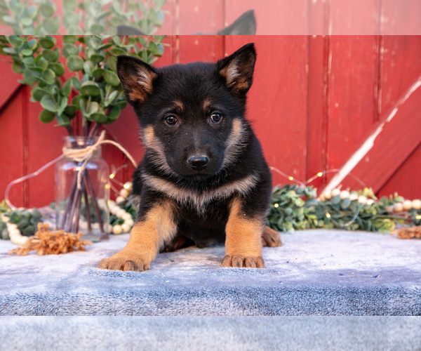 Medium Photo #25 German Shepherd Dog Puppy For Sale in GREENWICH, OH, USA