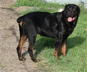 Rottweiler Dogs for adoption in Texas City, TX, USA