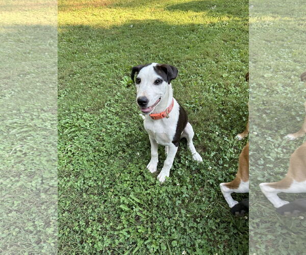 Medium Photo #4 American Pit Bull Terrier-Border Collie Mix Puppy For Sale in Ball Ground, GA, USA