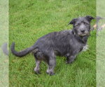 Small #4 Mutt