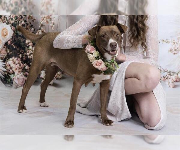 Medium Photo #3 Staffordshire Bull Terrier Puppy For Sale in Orlando, FL, USA