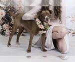 Small #2 Staffordshire Bull Terrier