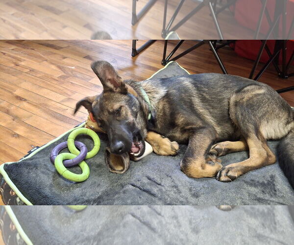 Medium Photo #2 German Shepherd Dog Puppy For Sale in Sebec, ME, USA