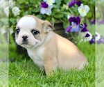 Small #4 French Bulldog