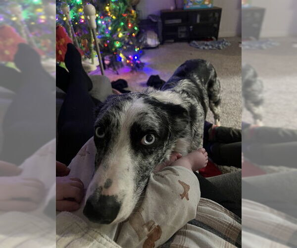 Medium Photo #1 Australian Shepherd-Unknown Mix Puppy For Sale in Ogden, UT, USA