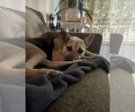 Small #14 Labrador Retriever Mix