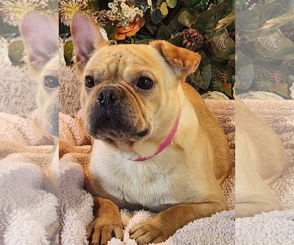 Medium Photo #2 French Bulldog Puppy For Sale in Bon Carbo, CO, USA
