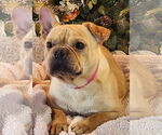 Small #1 French Bulldog