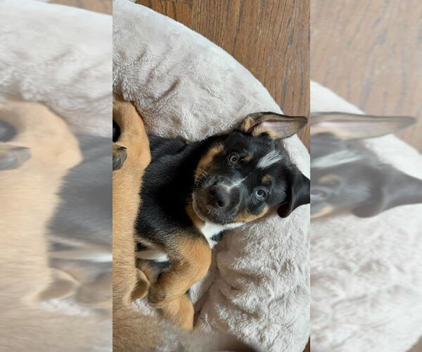 Medium Photo #2 Mutt Puppy For Sale in Minneapolis, MN, USA