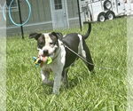 Small #5 American Pit Bull Terrier Mix
