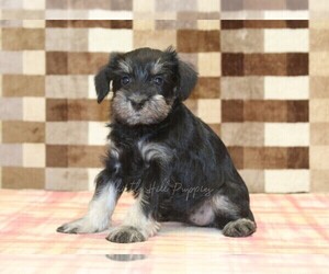 Schnauzer (Miniature) Puppy for sale in DENVER, PA, USA
