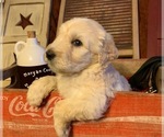 Small Photo #4 Australian Shepherd-Bernedoodle Mix Puppy For Sale in WEST LIBERTY, KY, USA