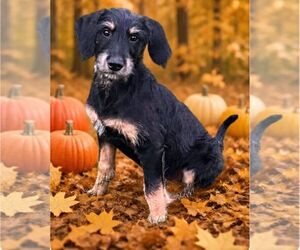 Mutt Dogs for adoption in Plainfield, IL, USA
