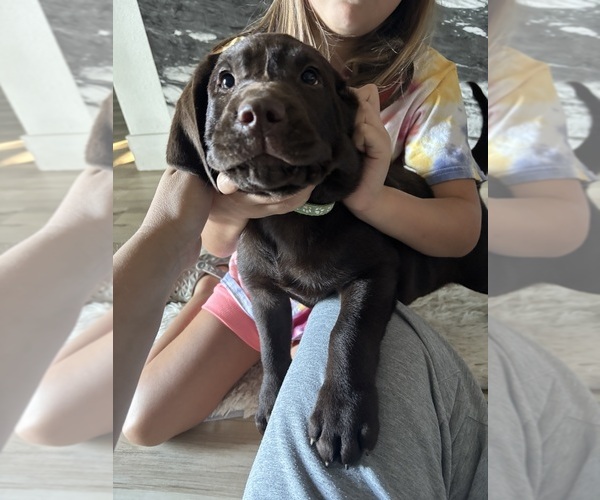 Medium Photo #1 Labrador Retriever Puppy For Sale in ATWATER, CA, USA