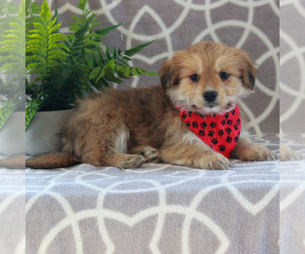 Medium Photo #4 Maltipoo Puppy For Sale in GORDONVILLE, PA, USA