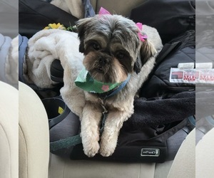 Mother of the Shih Tzu puppies born on 07/11/2026
