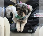 Small Photo #1 Shih Tzu Puppy For Sale in FREMONT, CA, USA