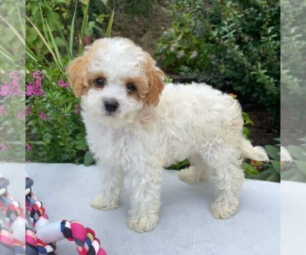 Medium Photo #3 Cavapoo Puppy For Sale in NEWPORT, PA, USA