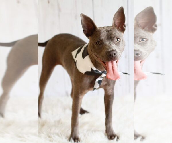 Medium Photo #1 Mutt Puppy For Sale in Greenville, SC, USA