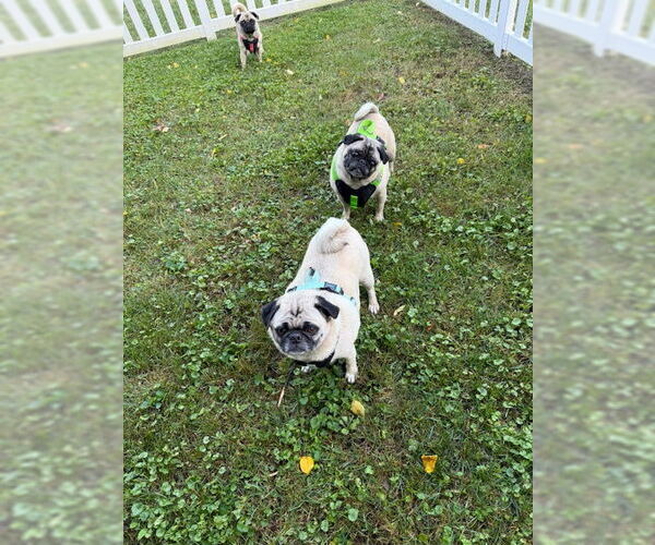 Medium Photo #7 Pug Puppy For Sale in Indianapolis, IN, USA